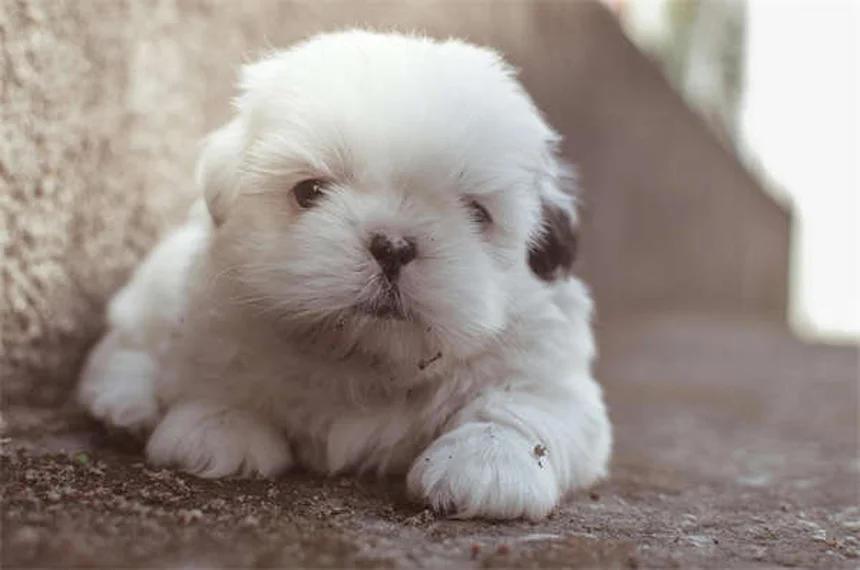 犬猫のベナゼプリル:効果、副作用、正しい使い方の完全ガイド