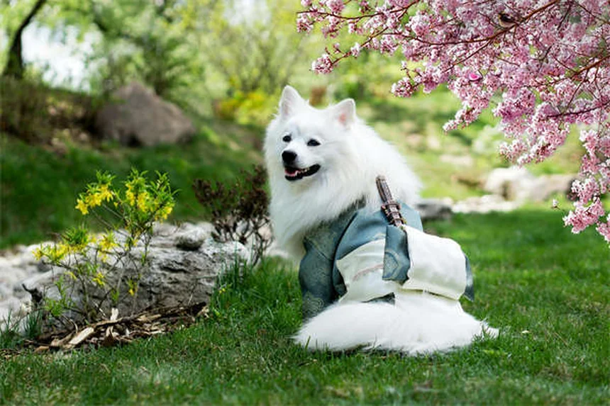 テラマイシン®(オキシテトラサイクリン、ポリミキシンB)とは?犬猫の目薬の効果・副作用・正しい使い方