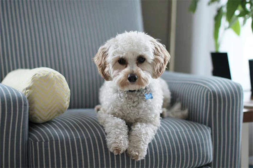 犬の血便・下痢に血が混じる原因と緊急時の対処法【獣医師解説】
